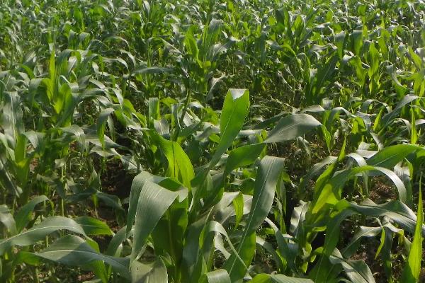 丰驰V8玉米种子简介，4月下旬至5月上旬播种