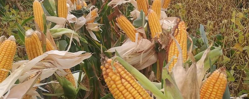 垦吉717玉米种子简介