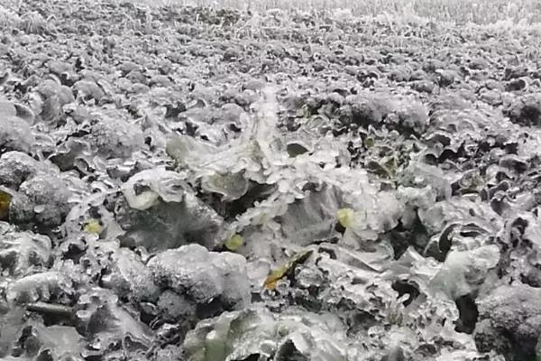 蔬菜出现冻害的原因和补救方法，气温低于0℃时容易受冻