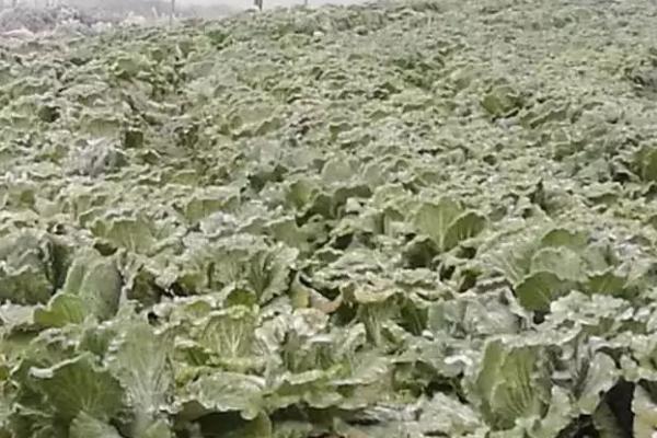 蔬菜出现冻害的原因和补救方法，气温低于0℃时容易受冻