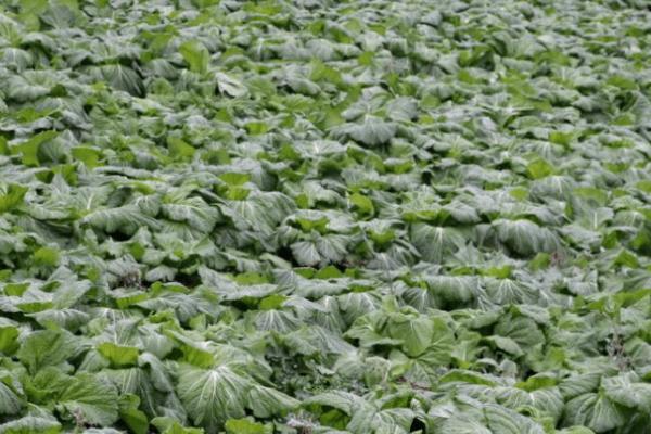 蔬菜出现冻害的原因和补救方法，气温低于0℃时容易受冻