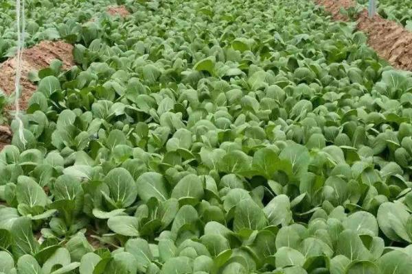 蔬菜出现冻害的原因和补救方法，气温低于0℃时容易受冻