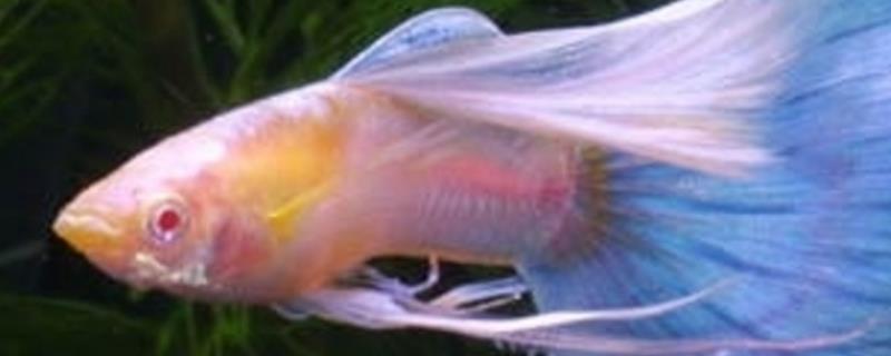 冬天如何饲养孔雀鱼