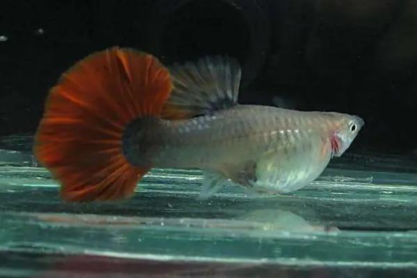 冬天如何饲养孔雀鱼，需确保水温不低于17℃