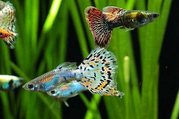 冬天如何饲养孔雀鱼，需确保水温不低于17℃