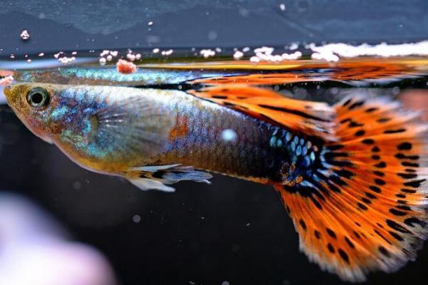 冬天如何饲养孔雀鱼，需确保水温不低于17℃