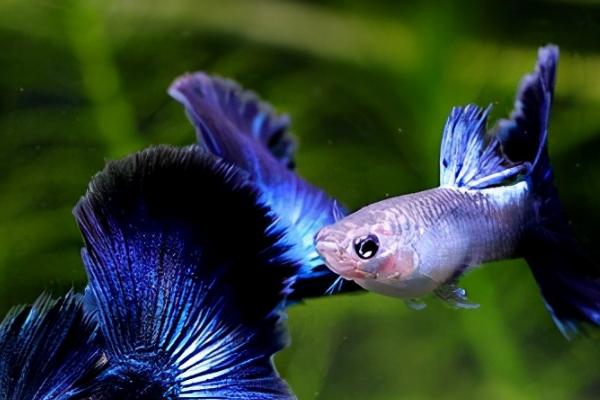 冬天如何饲养孔雀鱼，需确保水温不低于17℃