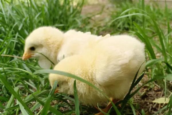 自己在家怎么养小鸡，第一周要人为控制好温度