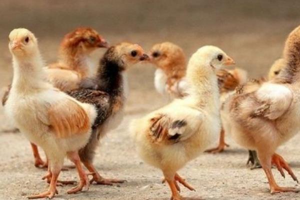 自己在家怎么养小鸡，第一周要人为控制好温度