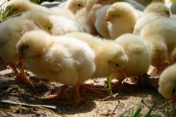 自己在家怎么养小鸡，第一周要人为控制好温度