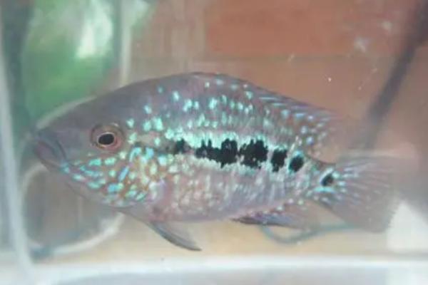 德州豹鱼颜色变黑如何处理，可采取换水、增温、加盐等措施