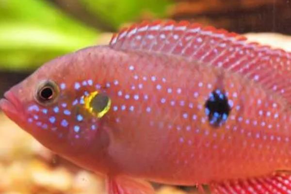 德州豹鱼颜色变黑如何处理，可采取换水、增温、加盐等措施