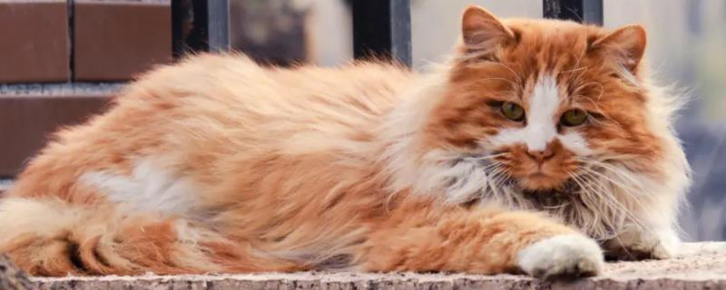 猫肠胃炎的症状