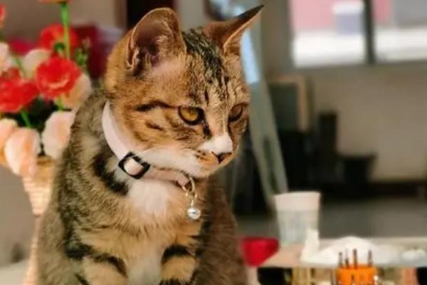 猫肠胃炎的症状，急性的和慢性的症状不同