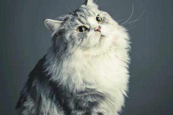 猫肠胃炎的症状，急性的和慢性的症状不同