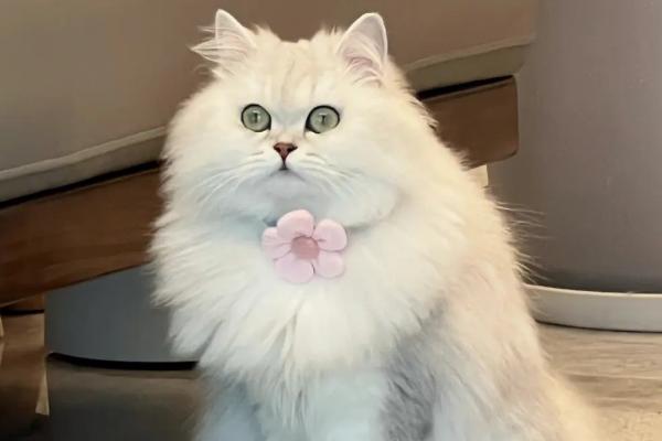 猫肠胃炎的症状，急性的和慢性的症状不同