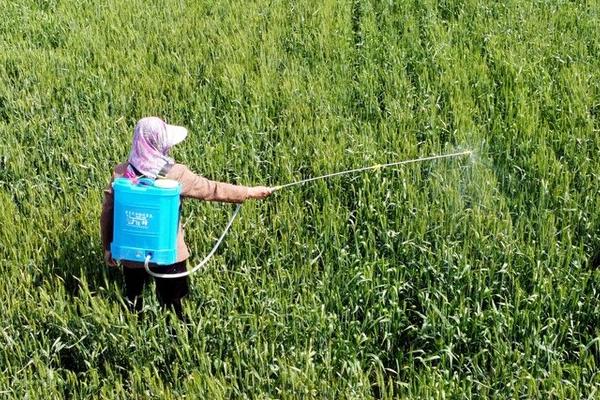 有哪些常用的除草剂，甲草胺、氟乐灵、施田补等药物经常被使用