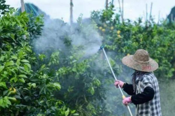 有哪些常用的除草剂，甲草胺、氟乐灵、施田补等药物经常被使用