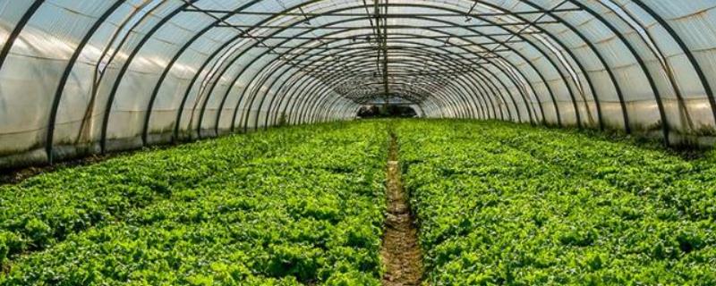 阴天大棚里能不能灌根