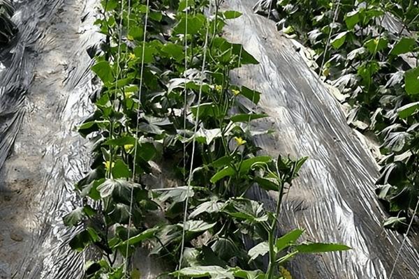 阴天大棚里能不能灌根，可以但要保证土壤干湿适宜