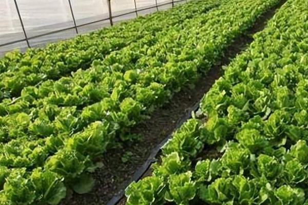 阴天大棚里能不能灌根，可以但要保证土壤干湿适宜