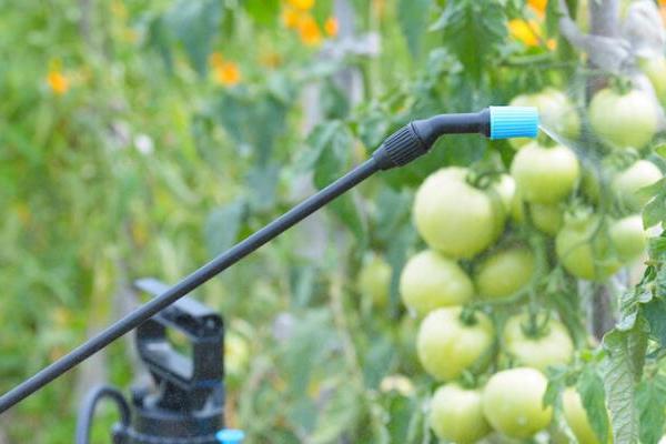 阴天大棚里能不能灌根，可以但要保证土壤干湿适宜