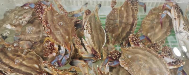 梭子蟹的上市时间