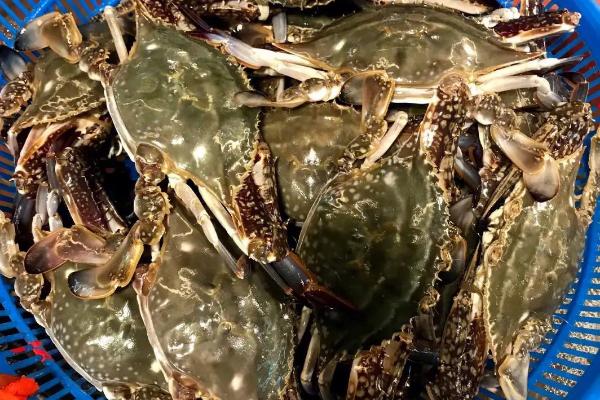 梭子蟹的上市时间，一般为8-11月份