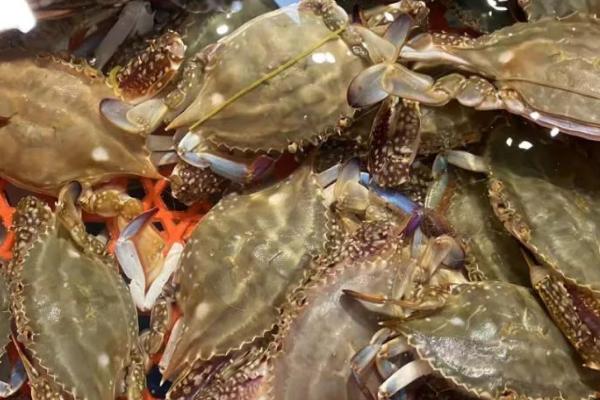 梭子蟹的上市时间，一般为8-11月份