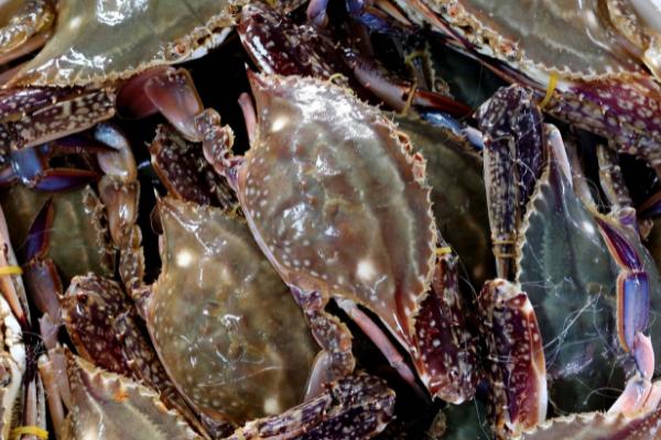 梭子蟹的上市时间，一般为8-11月份