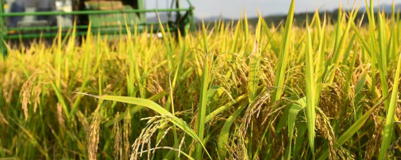 通育335水稻品种简介