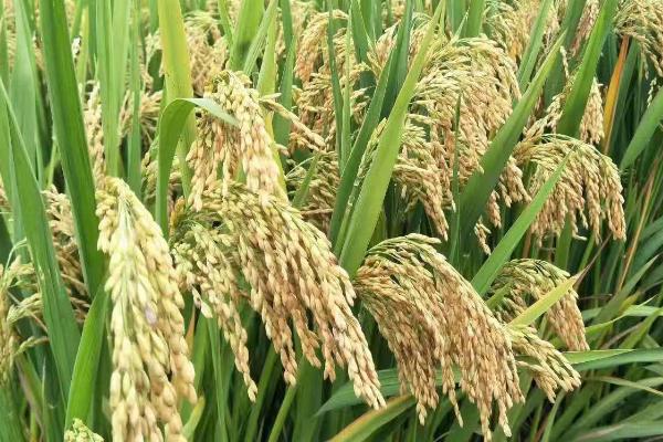 通育335水稻品种简介，平均公顷产量为8065.5kg