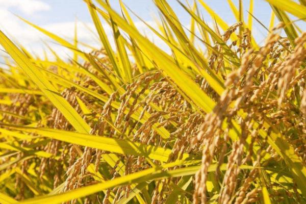 通育335水稻品种简介，平均公顷产量为8065.5kg