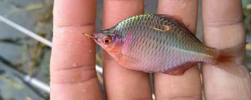 鳑鲏鱼多少度容易开口