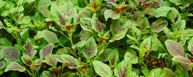 苋菜能否用冰箱保存