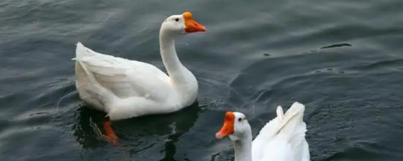 刚买回来的鹅苗要注意哪些问题