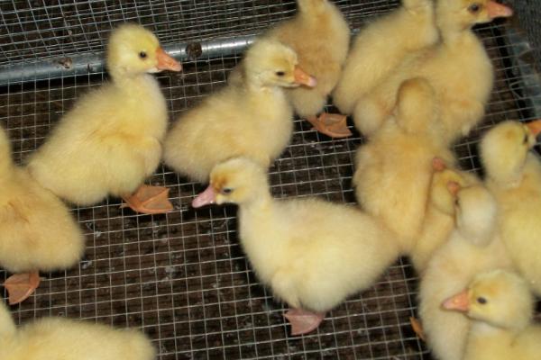 刚买回来的鹅苗要注意哪些问题，需进行分群保持适宜密度