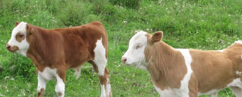 刚买回来的牛犊怎么喂