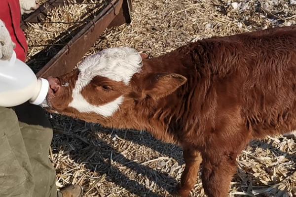 刚买回来的牛犊怎么喂，粗饲料与精饲料搭配使用