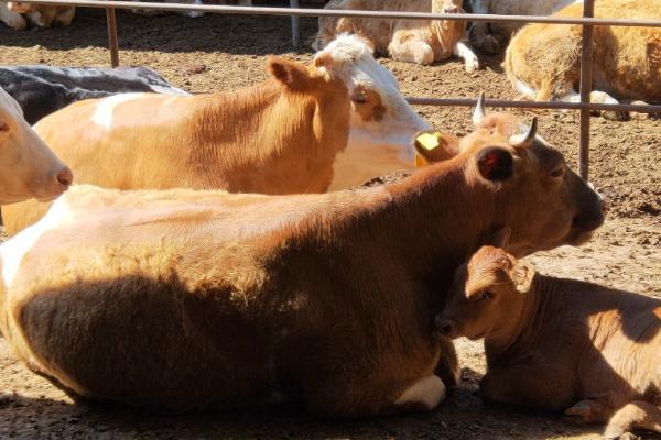刚买回来的牛犊怎么喂，粗饲料与精饲料搭配使用
