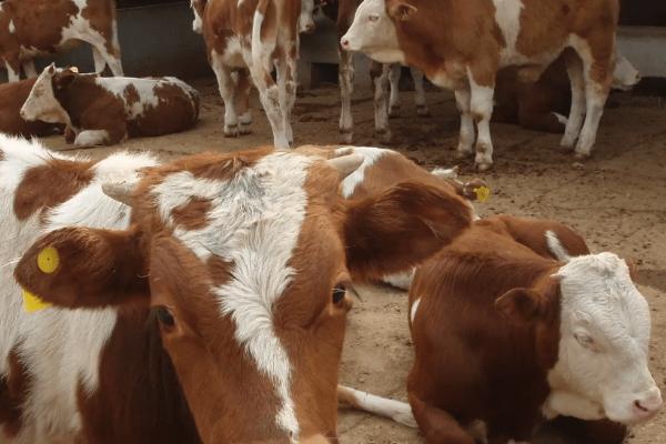 刚买回来的牛犊怎么喂，粗饲料与精饲料搭配使用
