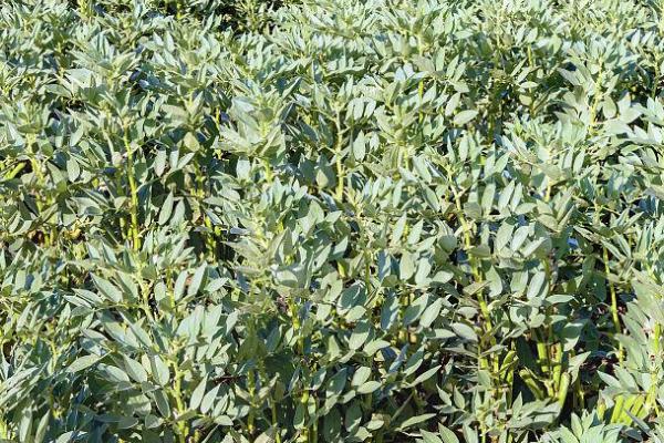 如何种植蚕豆，株高达到10厘米时要进行中耕除草