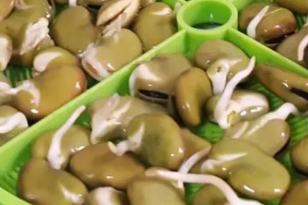 如何种植蚕豆，株高达到10厘米时要进行中耕除草