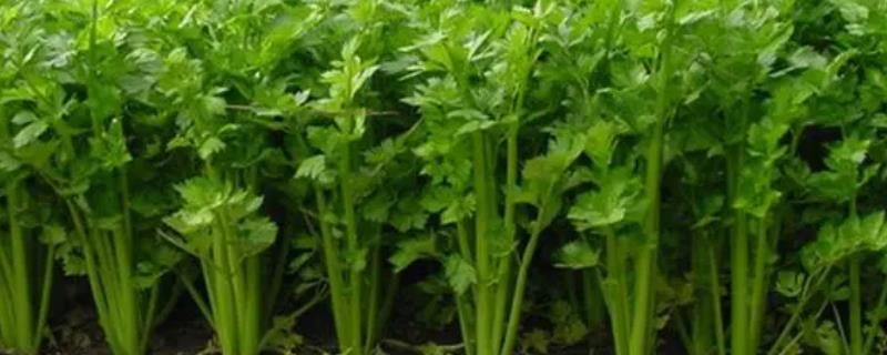 溧阳白芹多少钱一斤