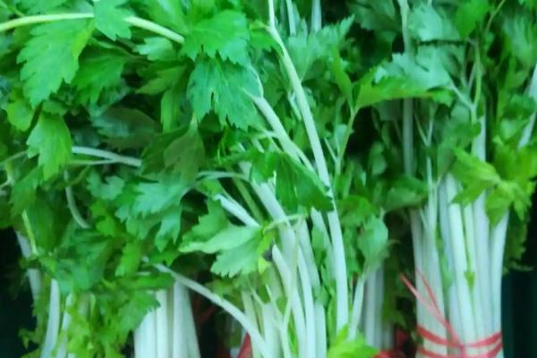 溧阳白芹多少钱一斤，一般为20元一斤