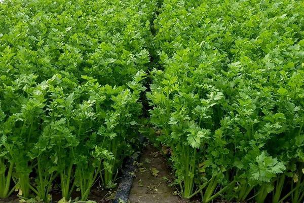 溧阳白芹多少钱一斤，一般为20元一斤