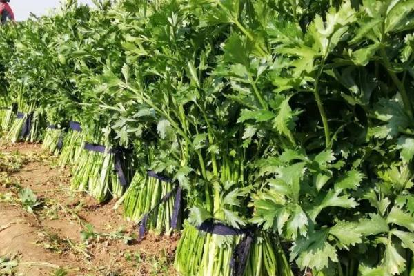 溧阳白芹多少钱一斤，一般为20元一斤