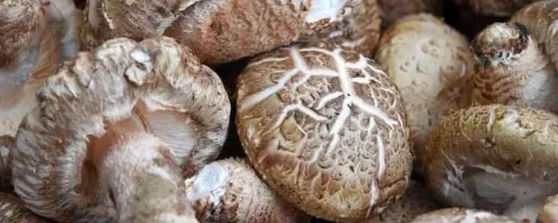 食用菌冬季管理方法