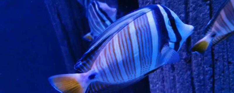 大帆倒吊好不好养