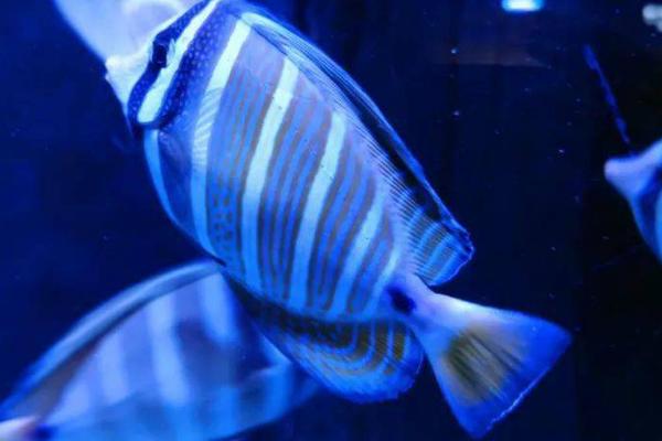 大帆倒吊好不好养，适合新手养殖